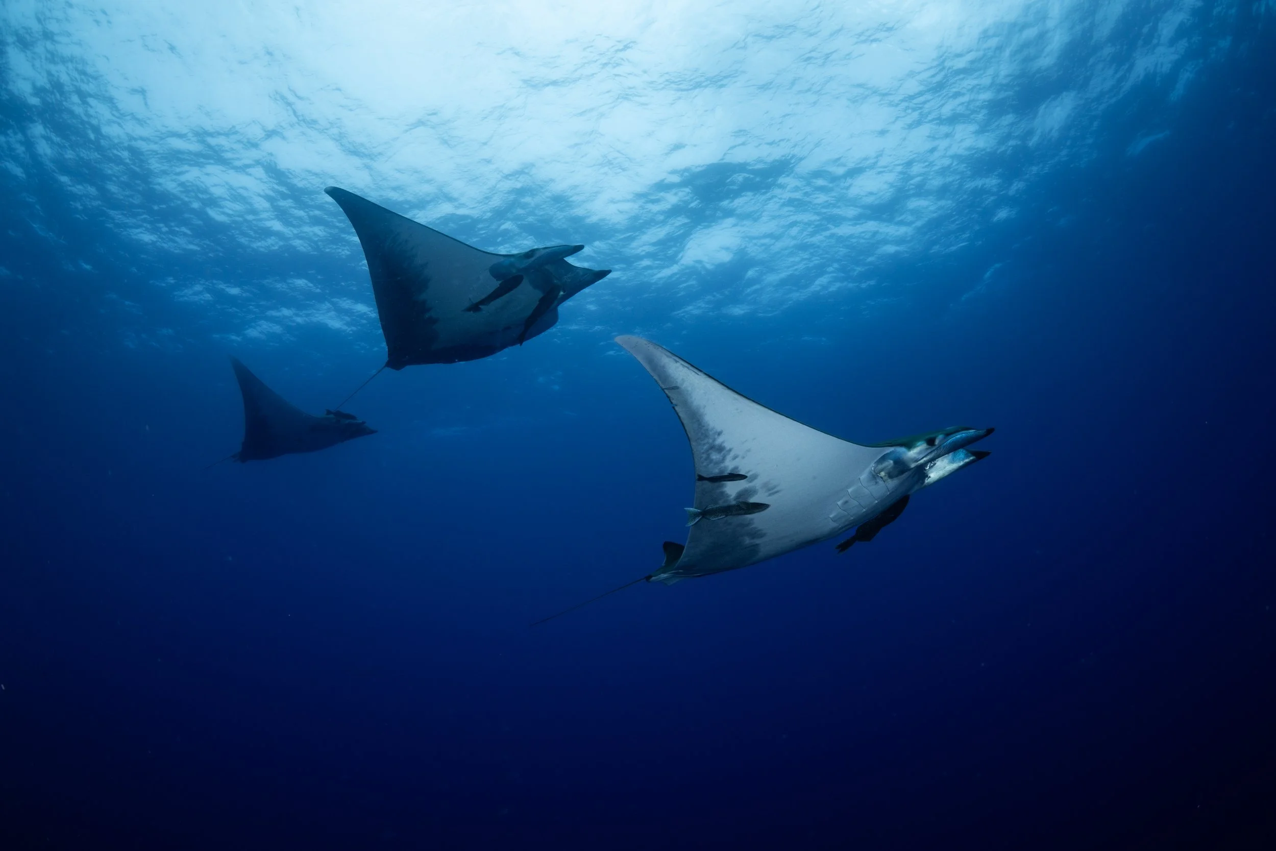 Manta Books — Manta Trust